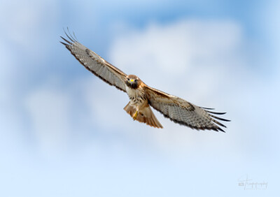 Red-tailed Hawk banks Red-tailed Hawk banks above an Illinois prairie