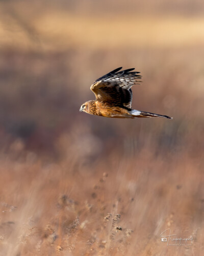 Northern Harrier in flight Northern Harrier in flight above the Illinois prairie