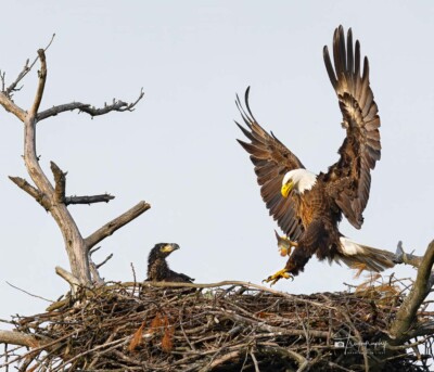 Papa Eagle delivering a fish for its eaglet Papa Eagle delivering a fish for its eaglet