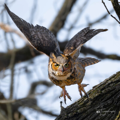 Great Horned Owl taking off Great Horned Owl taking off from an oak tree