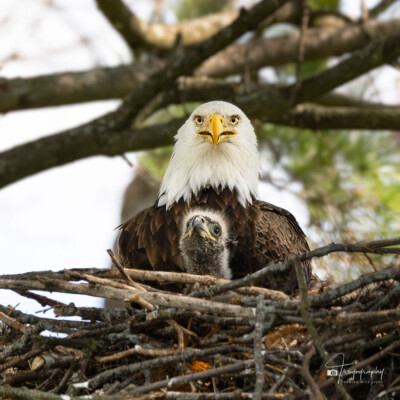 Bald Eagle with its eaglet Bald Eagle with its eaglet