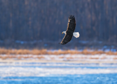 A Bald Eagle glides into the late winter sun A Bald Eagle glides into the late winter sun