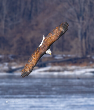 Bald Eagle banks above the river Bald Eagle banks above the Mississippi River