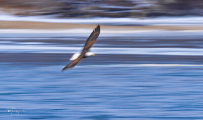 Bald Eagle in motion above the river Bald Eagle in motion above the Mississippi River