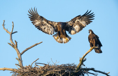 Bald Eaglet wingercising before it fledges Bald Eaglet wingercising before it fledges