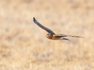 Northern Harrier in flight Northern Harrier in flight above the Illinois prairie