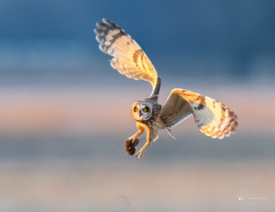 Short-eared Owl with a vole Short-eared Owl with a vole