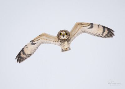 Short-eared Owl in flight in winter Short-eared Owl in flight against a winter sky