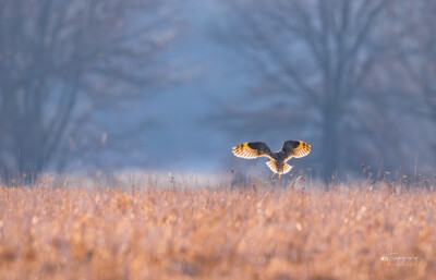 Short-eared Owl hovers Short-eared Owl hovers above the Illinois prairie