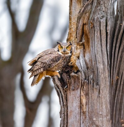 Great Horned Owl Great Horned Owl