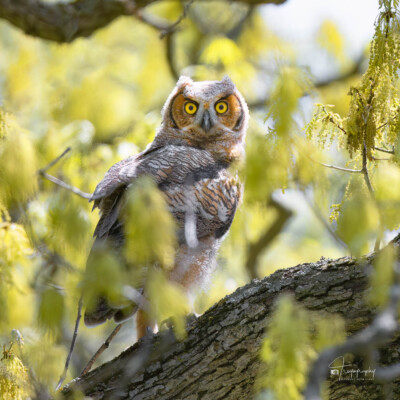 Great Horned Owl in the spring leaves Young Great Horned Owl in the spring leaves