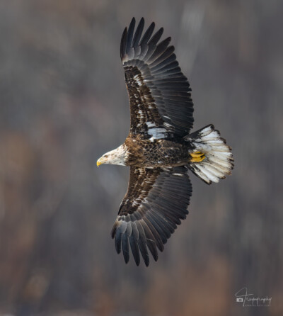 Sub-adult Bald Eagle in flight Sub-adult Bald Eagle in flight above the Mississippi
