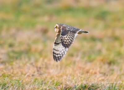Short-eared Owl in flight Short-eared Owl in flight on a late autumn afternoon