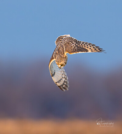 Short-eared Owl locked on its target Short-eared Owl locked on its target