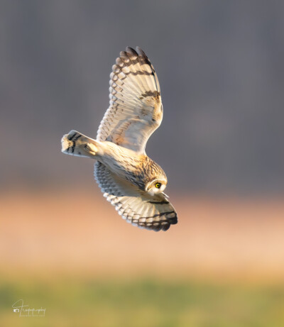 Short-eared Owl locked on its target Short-eared Owl locked on its target