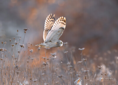 Short-eared Owl flying low Short-eared Owl flying low in the autumn grasses