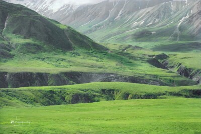 Denali landscape in Alaska The beautiful green of a Denali landscape in Alaska