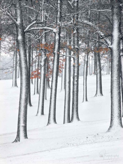 Oak Trees covered in blowing snow Oak Trees covered in last evening's blowing snow