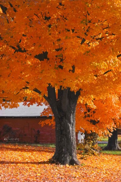 Beautiful Maple Tree Beautiful maple tree showing off its full autumn colors in Missouri