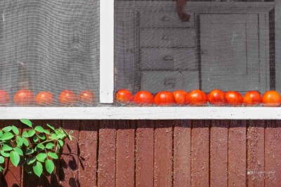 Turner Vermer's tomatoes ripening Turner Vermer's tomatoes ripening on the window ledge of the porch