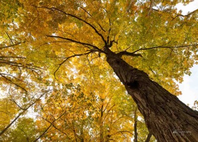A Sugar Maple in its autumn splendor A sugar maple in its autumn splendor in Coral Woods Conservation Area
