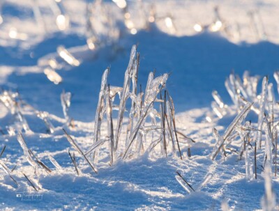 The day after an ice storm The day after an ice storm and last year's grasses in Illinois