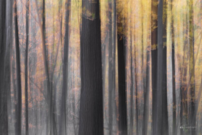 Autumn forest with camera movement Autumn forest with creative camera movement