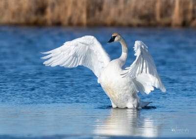 Trumpeter Swan stretching its wings Trumpeter Swan stretching its wings