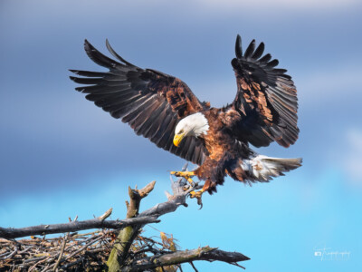 Bald Eagle stickin' the landing by its nest Bald Eagle stickin' the landing by its nest
