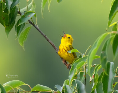 Yellow Warbler singin' its heart out Yellow Warbler singin' its heart out