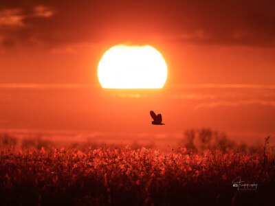 Short-eared owl on a evening hunt Short-eared owl on a hunt with the setting sun