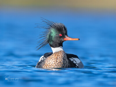 Red-breasted Merganser chillin' on a lake Red-breasted Merganser chillin' on a lake