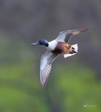 Northern Shoveler in flight Northern Shoveler in flight