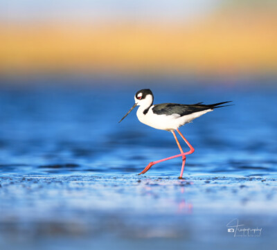 Black-necked Stilt struttin' its stuff Black-necked Stilt struttin' its stuff