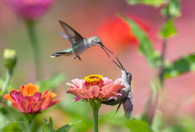 Ruby-throated Hummingbirds tussle Ruby-throated Hummingbirds battle over a zinnia flower