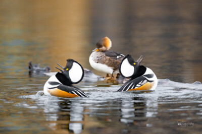Male Hooded Mergansers showing off Male Hooded Mergansers trying to impress a female