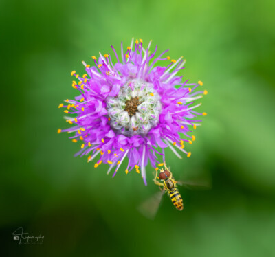 Hoverfly approaches a wildflower Hoverfly approaches a Purple Prairie Clover wildflower