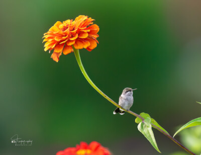 Ruby-throated Hummingbird perched Ruby-throated Hummingbird taking a break from working the flowers