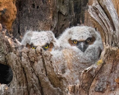 Great Horned Owlets Great Horned Owlets