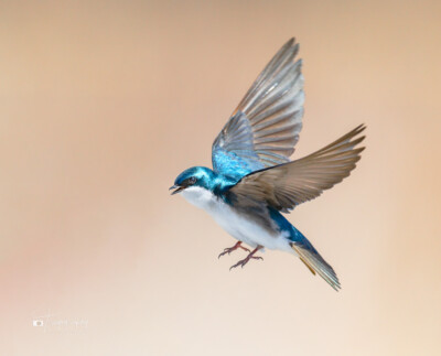 Tree Swallow coming in for landing Tree Swallow coming in for a soft landing