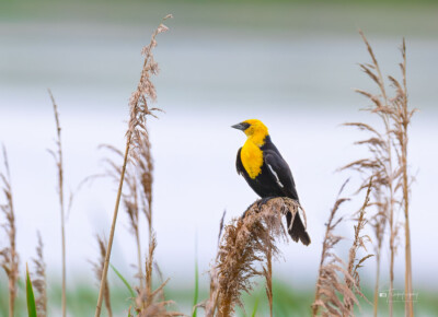Yellow-headed Blackbird perched Yellow-headed Blackbird perched on last year's reed