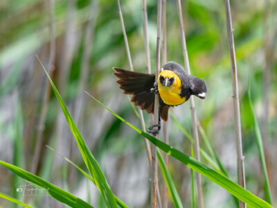 Face-to-face with Yellow-headed Blackbird Face-to-face with a Yellow-headed Blackbird
