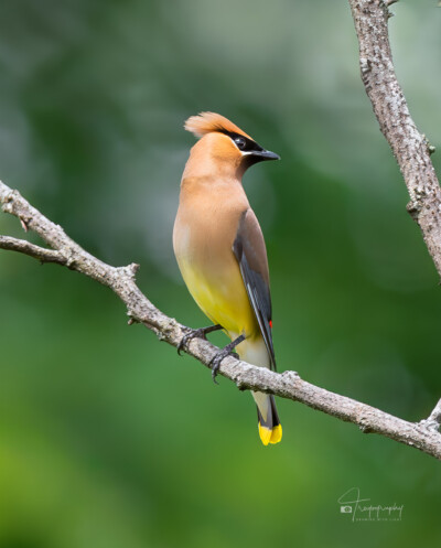 Cedar Waxwing perched on a limb Cedar Waxwing perched on a limb showing off its crown