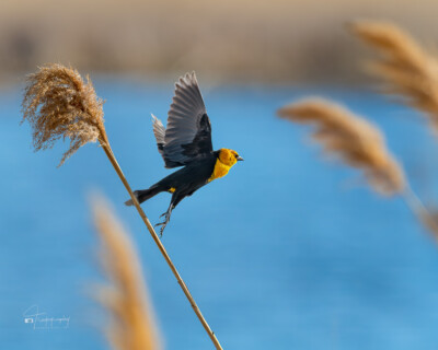 Yellow-headed Blackbird lifting off Yellow-headed Blackbird lifting off from last year's reed