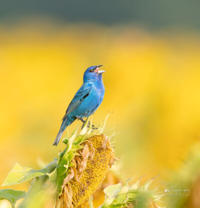 Indigo Bunting singing its heart out Indigo Bunting singing its heart out on a sunflower