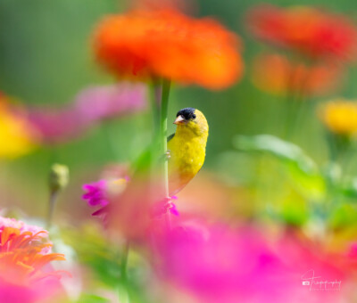 American Goldfinch perched American Goldfinch perched on a Zinna flower