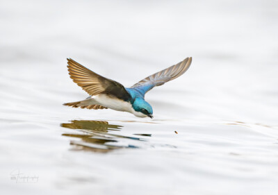 Tree Swallow flies low for a snack Tree Swallow flies low for a snack