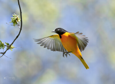 Baltimore Oriole flies to another branch Baltimore Oriole flies to another branch