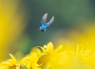 Indigo Bunting in flight Indigo Bunting in flight among the sunflowers