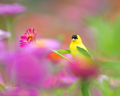 American Goldfinch perched American Goldfinch perched on a Zinna flower
